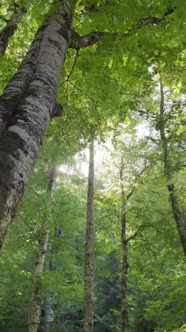 森の端を通って静かな動き 木の上で日光が割れています 下から見ると まるで頭を上げて森の中を歩いたかのように バーティカルビデオ — ストック動画