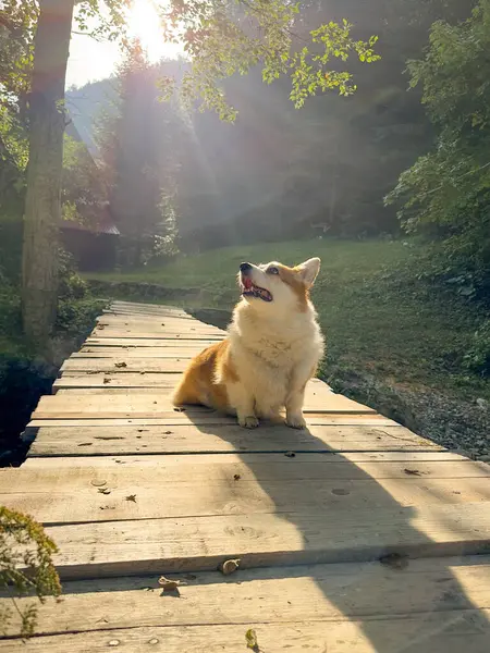 Elegant corgi dog with a white fluffy breast sits on a hillbilly bridge, looking sideways and upwards. Amid the golden rays of the morning sun