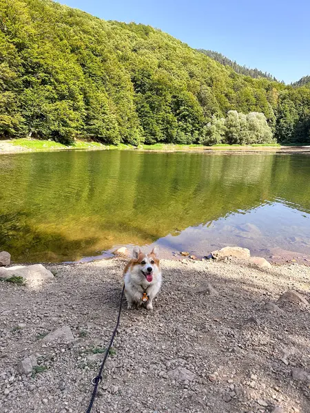 Red dog corgi stands on the shore of a mountain lake. Travel with a pet to beautiful nature reserves