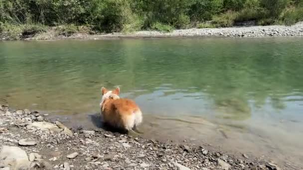 Corgi Dog Wanders Shore Icy Water Mountain River View Fluffy — стокове відео