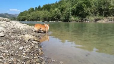 Köpek cins Corgi sakin bir dağ nehrinin kıyısında yürüyor. Beyaz tüylü kırmızı Corgi, geniş plan.