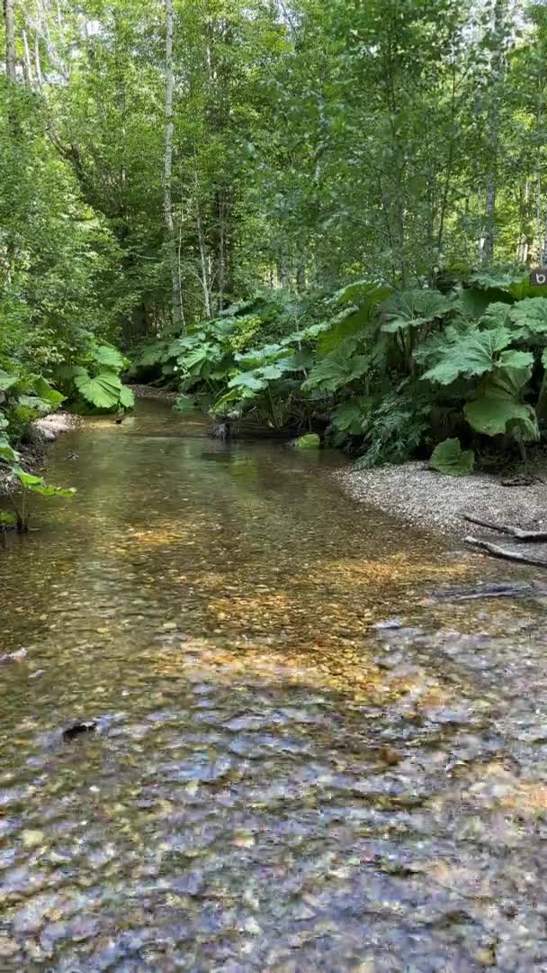 Forest Stream Runs Forest Thicket View Close Water Feeling Calm — Stock Video