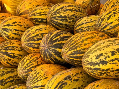 Meyve dükkanının tezgahında büyük miktarda sulu organik kavun var. Üzerinde çizgiler olan olgun sarı bir kavun.