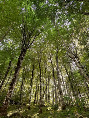 Ormanın kalın kenarı, aşağıdan ağaçların yukarısı görünüyor. Parlak tuz günü, güneş tepeden kayıp gidiyor.