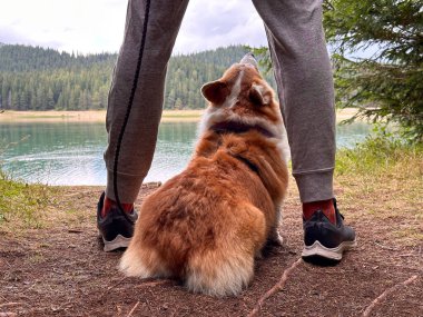 Adam ayakta duruyor ve dağ gölüne hayran, bacaklarının arasında parlak kırmızı köpek Corgi oturuyor. Arkadan bak, bulutlu bir gün