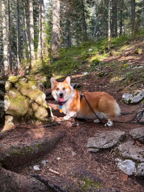Kürklü bir Corgi köpeği parlak güneşin altında ormanda oturur. Bir evcil hayvanla dünyayı dolaş.