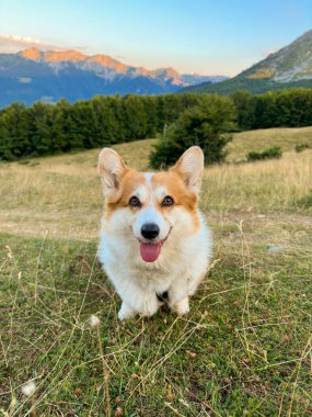 Güzel bir Corgi köpeği dağların ortasındaki tepelik bir tarlada oturur. Portre, yakın plan, ılık güneş ışığı.