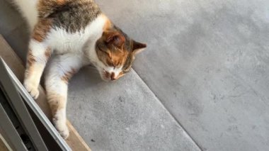 Verandada uyuyan sevimli sokak kedisi. Yatay video