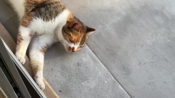 Kucing Jalanan Yang Cantik Tidur Teras Video Horisontal — Stok Video