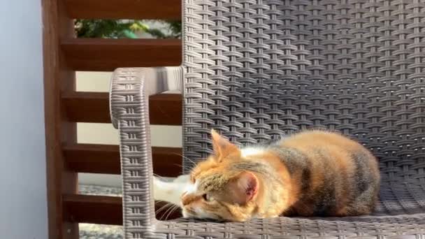 太陽の光を浴びている愛らしい怠惰な猫 ポーチチェアのサンバス — ストック動画