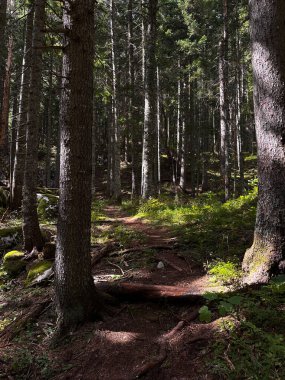 Ormanda bir patikada güneşli tavşanlar. Kalın kozalaklı ormanlar, yosun kaplı ağaç gövdeleri..