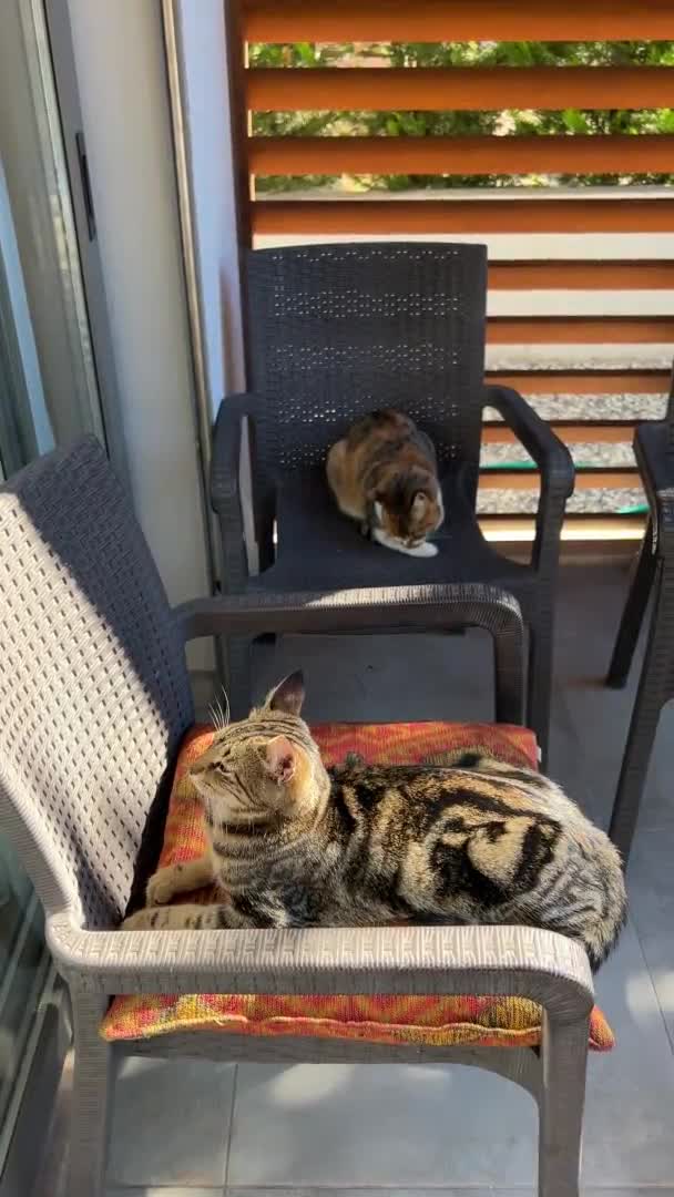 Adorable Lazy Cats Basking Sunshine Sunbath Porch Chair — Stock Video