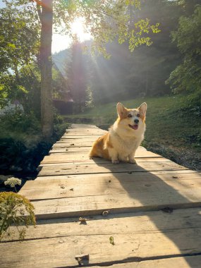 Yumuşak Corgi köpeği ahşap bir köprüde oturuyor, mesafeyle ilgileniyor gibi görünüyor. Sabah ışığı uzun gölgeler yaratır