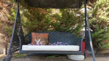 Üç renkli kedi bahçede salıncakta gevşemiş yatıyor. Sonunda kedi kulağını tuhaf oynatıyor.