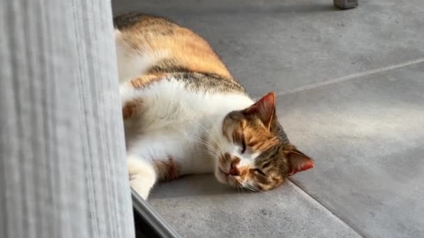 可爱的街头猫睡在门廊上 风摇曳着窗帘 — 图库视频影像