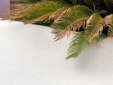 Işık duvarı ve palmiye yaprakları. Metin, boş alan ve sakin renkler için mükemmel bir arkaplan