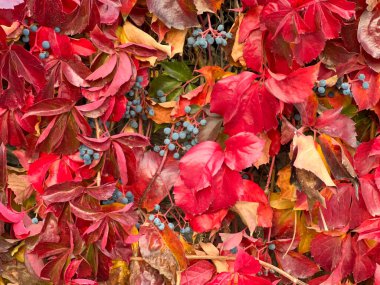 De Vichy vintage, beş yapraklı, ayrıca beş yapraklı bir Parthenocissus quinquefolia ağaç şekilli yaprak oluşum sarmaşığı. Birçok ülkede dikey bahçıvanlık için dekoratif bir bitki olarak yetiştirilmiştir..