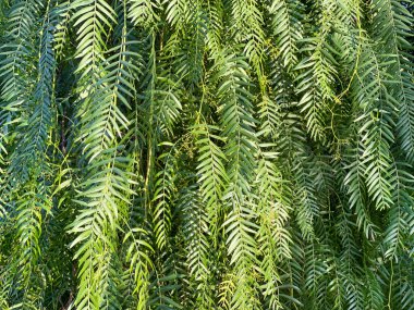 Schinus molle, ya da Peru biberi, baharatlı pembe biber olarak kullanılan kurutulmuş meyve. Dallardaki küçük yaprakların deseni
