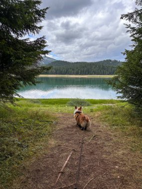 Şirin kırmızı-beyaz Corgi yavrusu dağlardaki mavi göle bakıyor. Arkadan görüntüle, dikey fotoğraf.