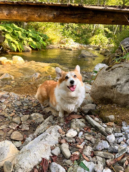 Corgi şafak sökerken bir dağ deresinin yanında duruyor. Altın ışık, huzurlu anlar, doğa fısıldar melodisini.