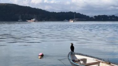 Siyah karabatak bir balıkçı teknesinin kenarında oturur ve körfezdeki suyu izler.