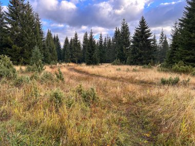 Kuru, sarı, uzun otlarla kaplı ağaçlar kozalaklı ağaçlara karşı..