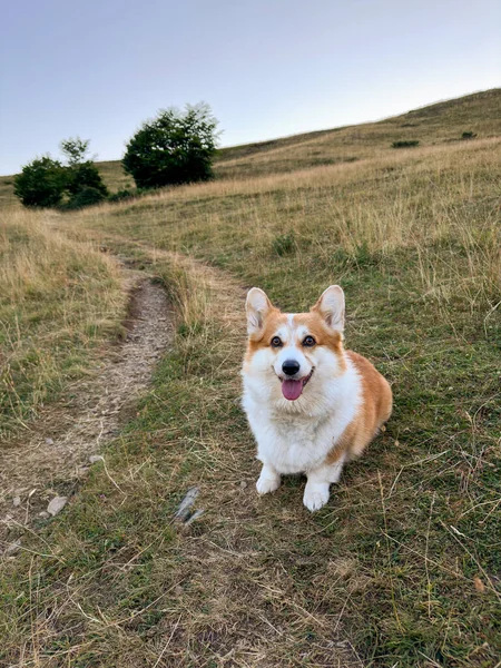 The sweet red corgi dog sits on the back road amidst bushes and hills. Dog dreamy looks straight and sticks his tongue out, close-up, vertical photo