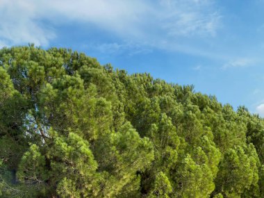 Mavi gökyüzüne karşı sedir tacı. Ağaç tepesi. Evergreen 