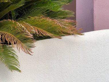 Tatil yeri: Beyaz çitler ve yukarıdan sarkan palmiye ağaçları.