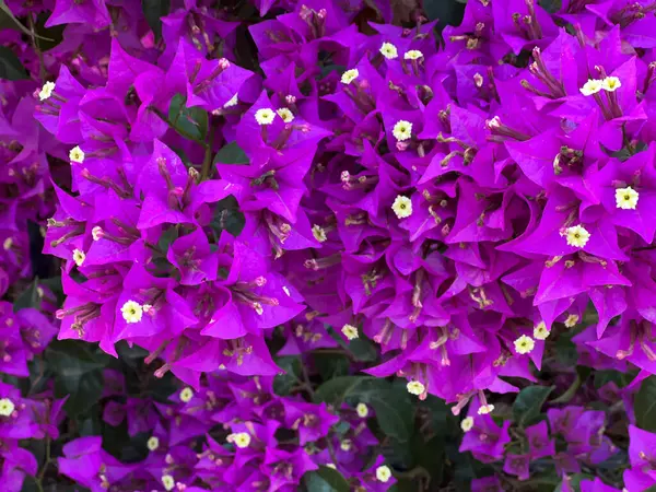 Bright flowers Bougainvillea saturated color magenta close up.