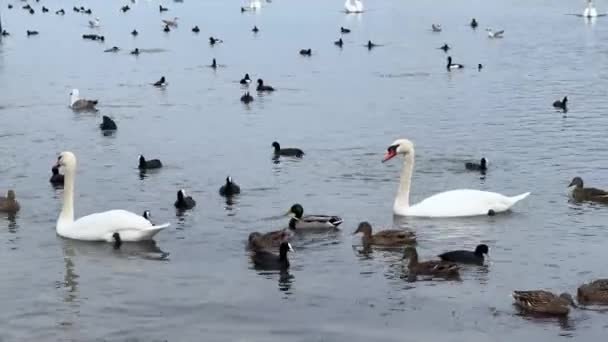 Banyak Bebek Dan Angsa Putih Berenang Permukaan Kolam — Stok Video
