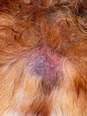 Köpeğin içinde ıslak egzama. Deri pigmentli kırmızı ve mor, hayvanlardaki deri hastalıkları kapanır.