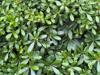 Yeşil, yoğun yapraklar. Botanik geçmişi. Çalı