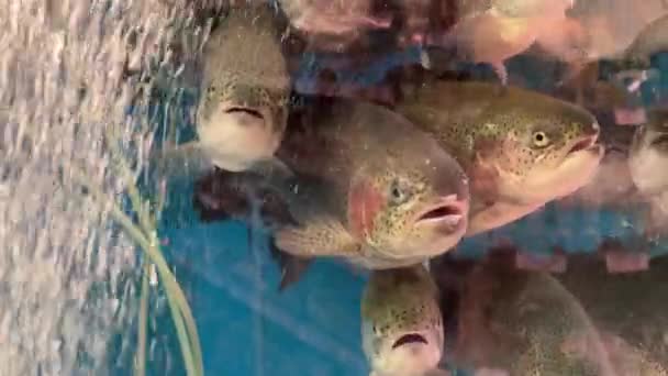 물고기가 수족관의 거품의 — 비디오