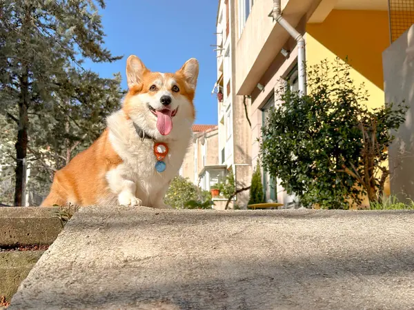 Journey with a dog: corgi red-white color sits against the background of a cozy street of the old European city.