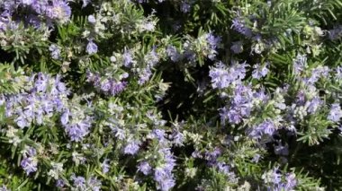 Bumblebee biberiye çiçeklerinden polen topluyor. Doğada güzellik