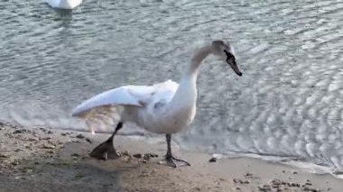  Kuğu kıyıya çıktı, ısındı ve tüylerini temizledi. Dalgalı deniz suyu ve kumsal