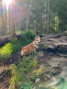 Gizemli ormandaki sevimli Corgi köpeği, ağaçların arasından parlayan güneş..