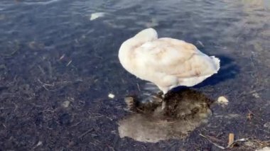 Beyaz kuğu denizin şeffaf sularında tüylerini temizler. Yansıma