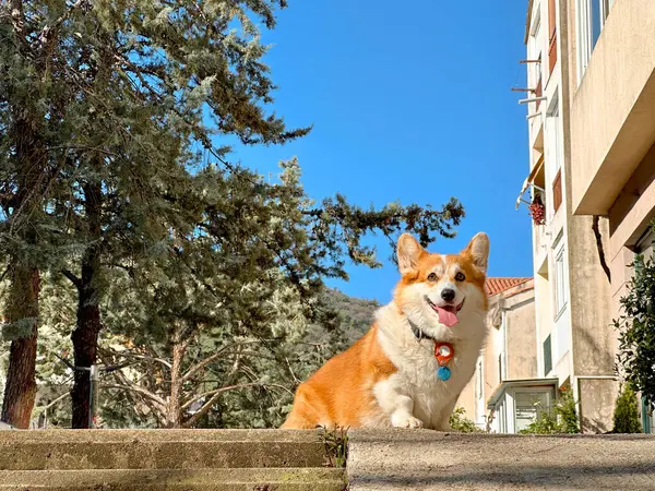 Dog corgi sitting on the street, tongue is out. Sunny day.
