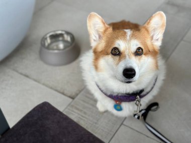 Köpek dostu bir kafede Corgi köpeği bir kase suyun yanında oturur ve kameranın merceğine bakar..