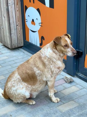 Üzgün, evsiz bir köpek bir mağazanın kapısında oturur ve başka yere bakar..