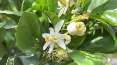 Arılar aktif olarak portakal ağacı çiçeklerinden polen toplarlar.