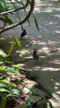 Two birds of the breed Acridotheres javanicus or Javan Myna walk in the shade of tropical plants