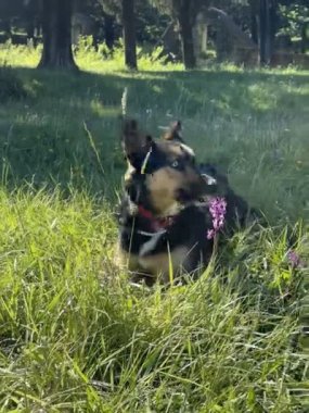 Mavi gözlü köpek gün batımında uzanıp ot yiyor..