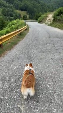 Kırmızı-beyaz köpek Corgi dolambaçlı yüksek bir dağ yolunda ilerliyor..
