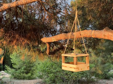 Gün batımında bir kozalakta asılı olan tahta kuş yemi..