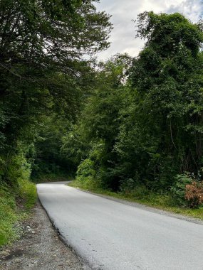 İlerideki yeşil alana uzanan huzurlu orman yolu..