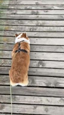 Corgi köpeği ahşap bir köprü boyunca yürür, yukarıdan aşağı bakar..