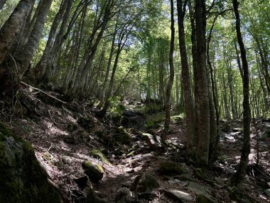 Ağaçların arasından süzülen benekli güneş ışığıyla gölgeli orman yolu.